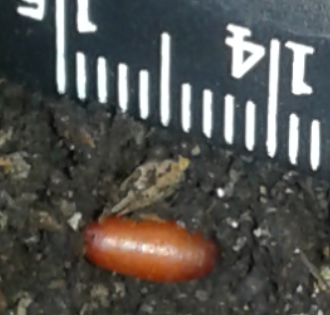 Muscoidea: cfr. Phaonia trimaculata (Muscidae)